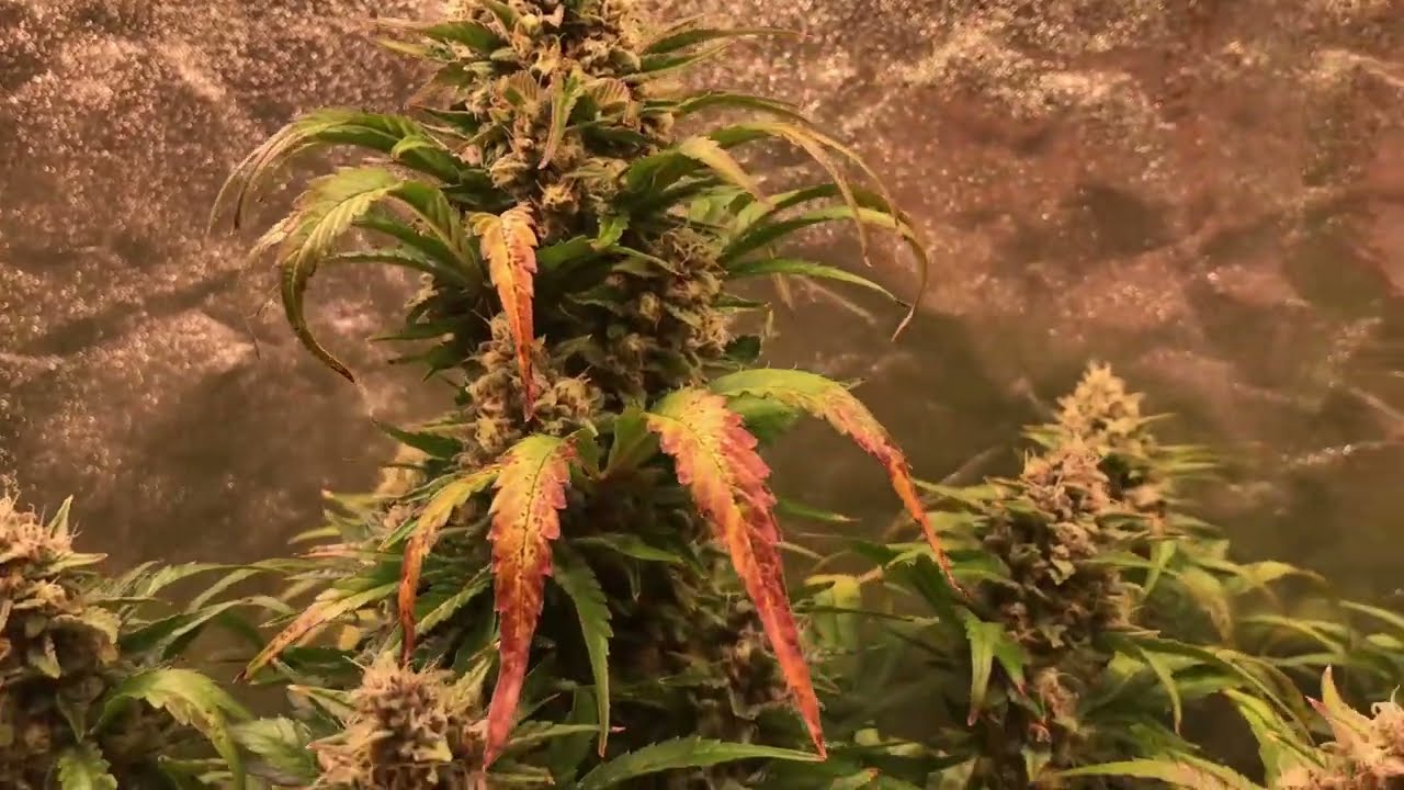 Buds Explosion - West Coast O.G. Auto, Week 7