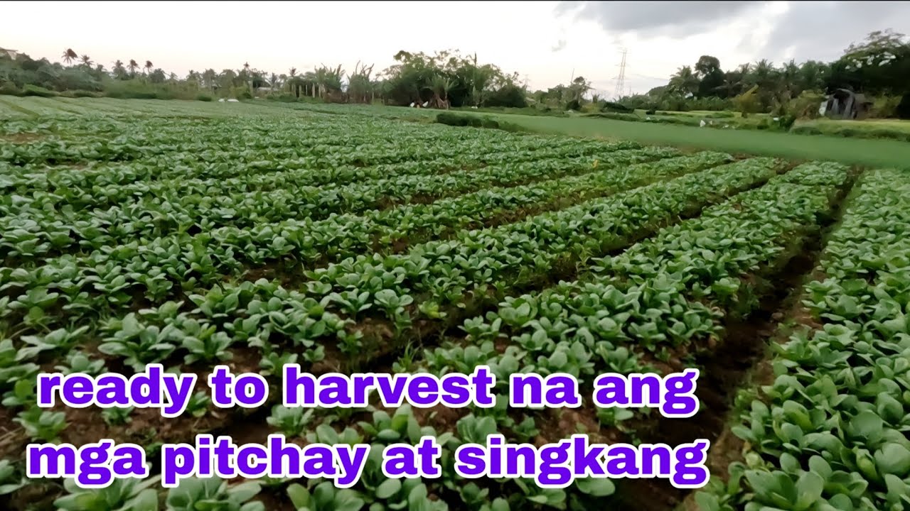 Ready to harvest na ang pitchay at singkang