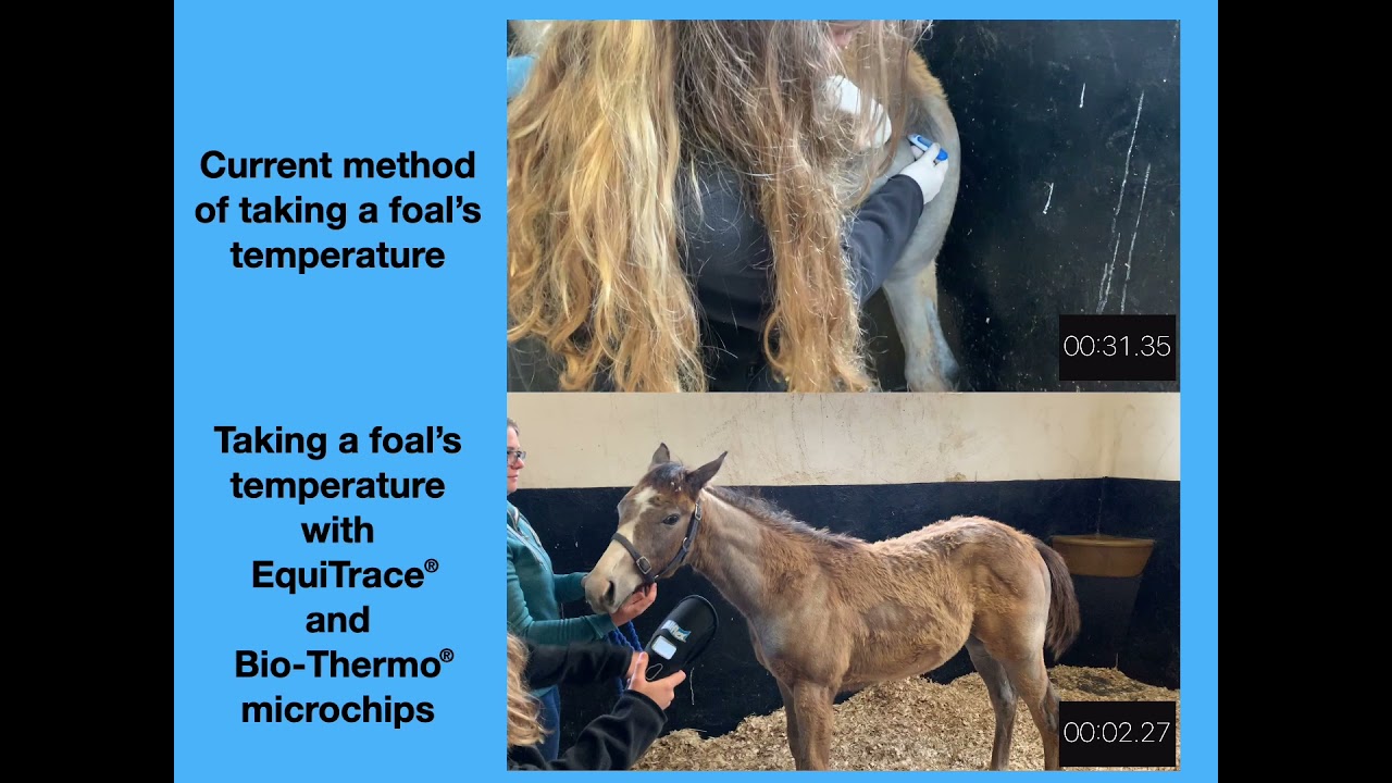 Taking a foal's temperature with EquiTrace vs traditional method