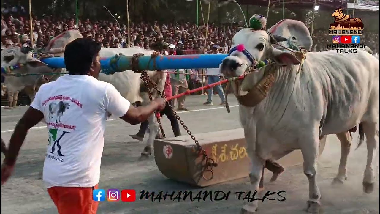 SSR Bulls 1st Prize 🏆 Gandeev & Veera Narasimha Reddy /Seniors/మహానంది రైతులు సంబరాలు #ongolebulls 