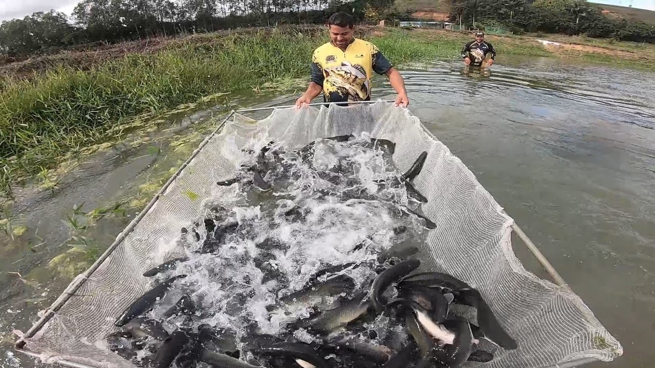 PEGAMOS UM CARDUME DE PIRARUCU NO PENEIR&Atilde;O!