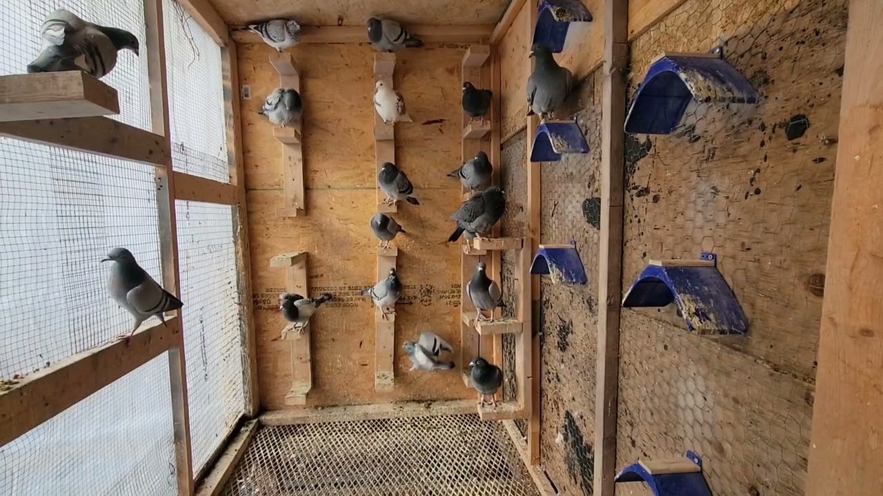 Racing Pigeon,Cambridge,Ontario,Canada