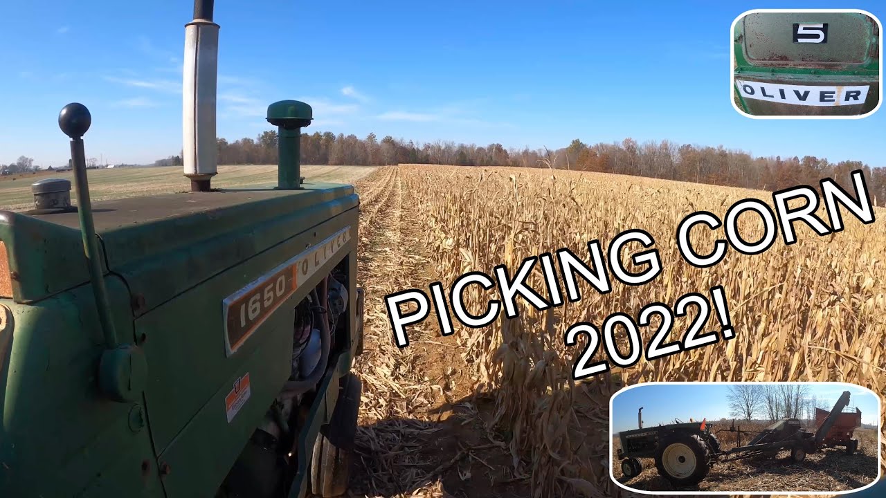 Picking Corn 2022! Oliver 1650 and #5 Picker