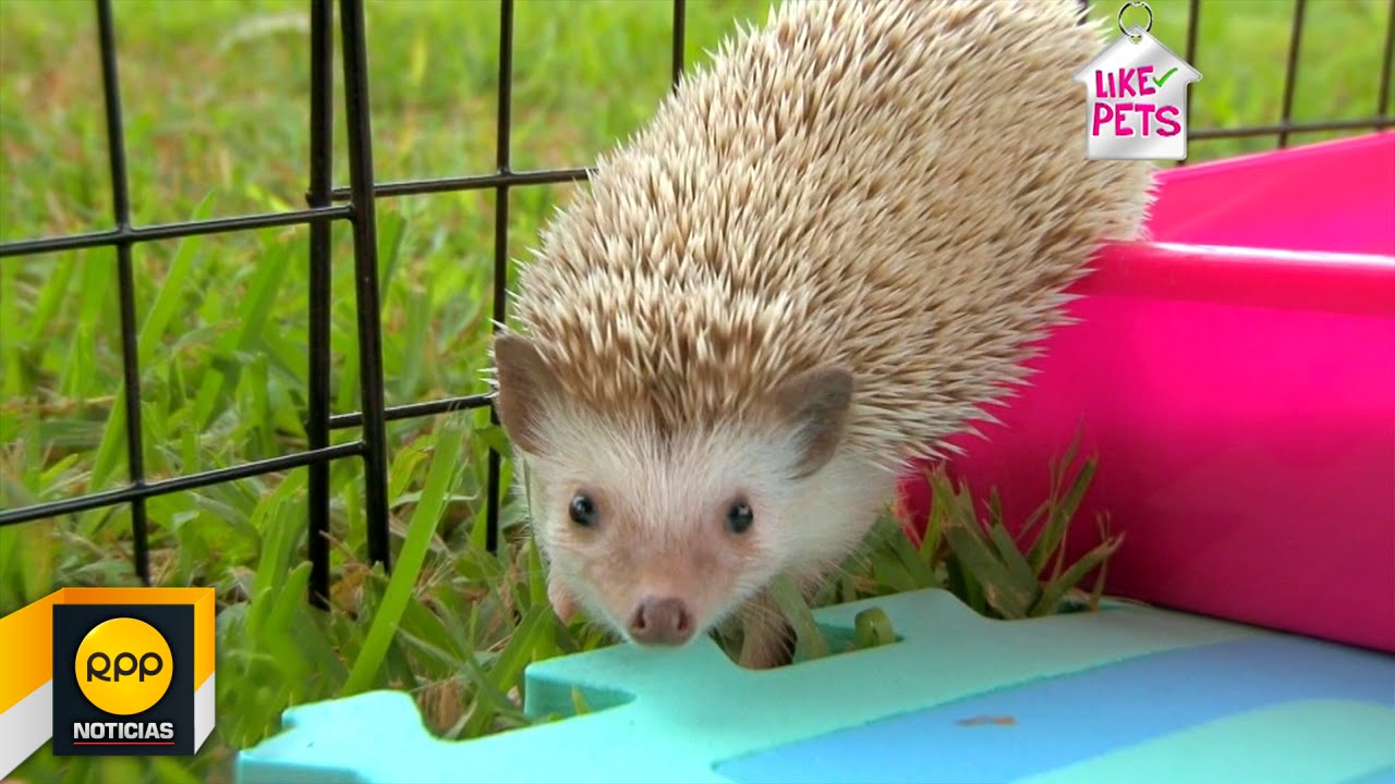 LIKE PETS│Conoce a los erizos africanos