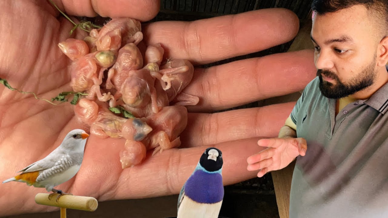 Exotic finches breeding setup || 21-11-2025|| Lala Aviary breeding setup in gujranwala 