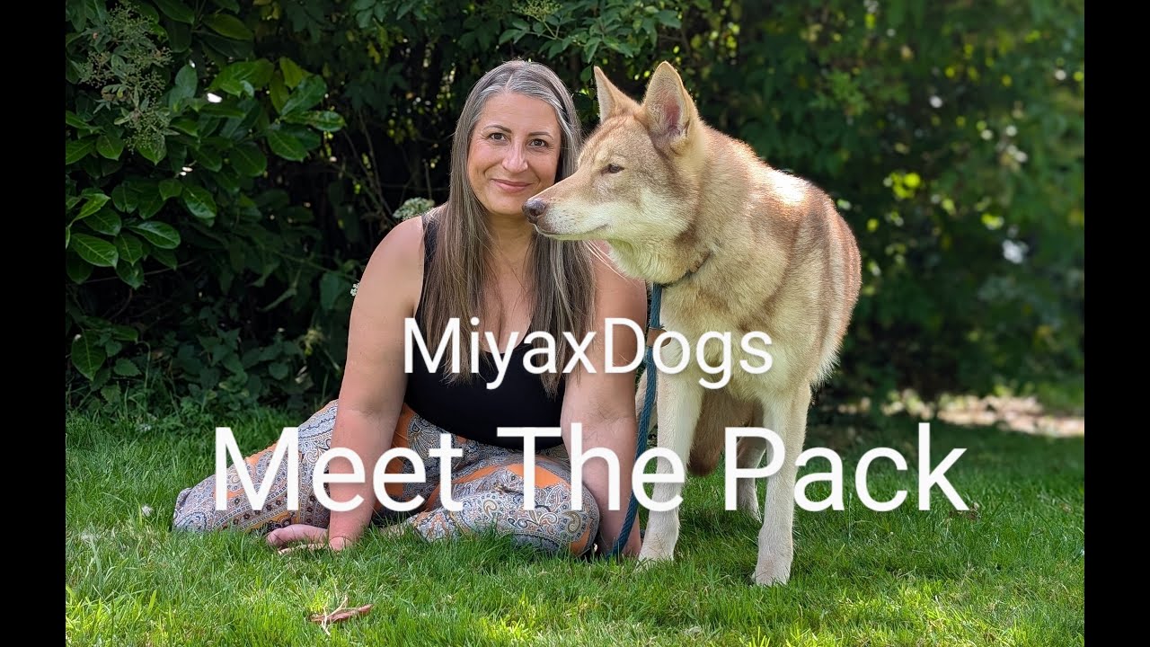 MiyaxDogs | Meet the pack - Saarloos Wolfdog Rogue