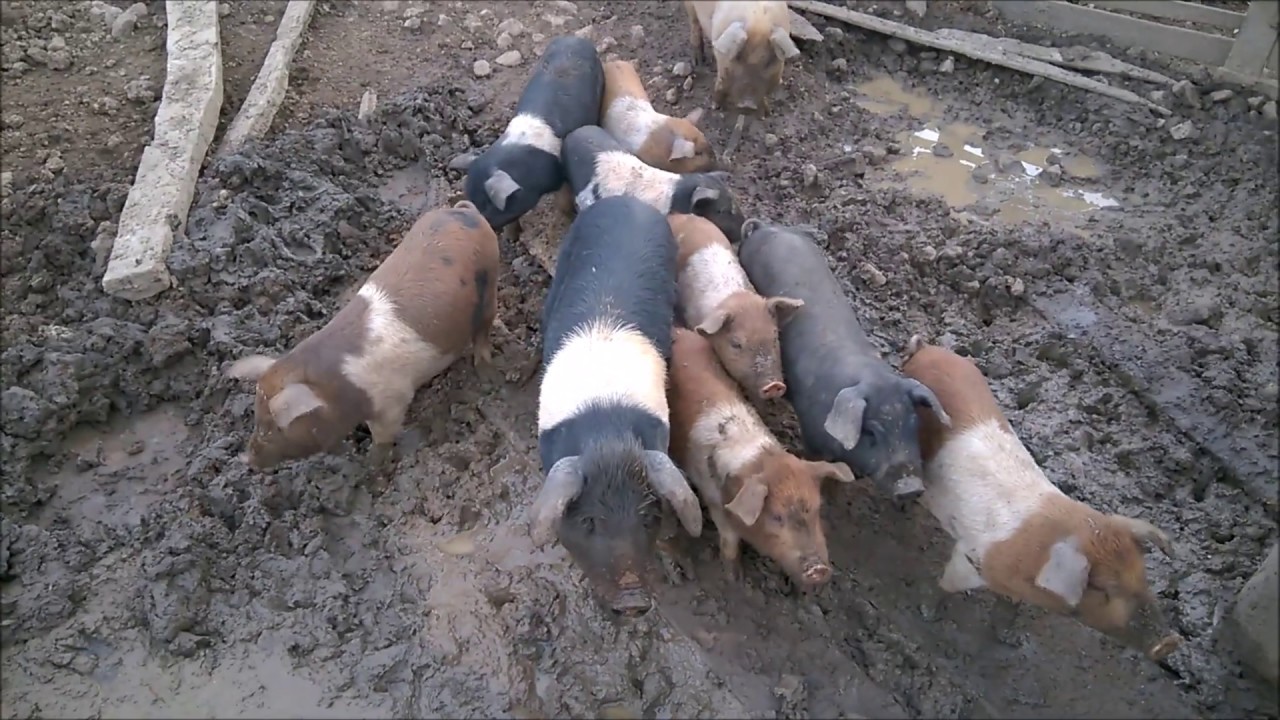 Porco no chiqueiro - som que os porcos fazem (pig in the sty - sound that pigs do)
