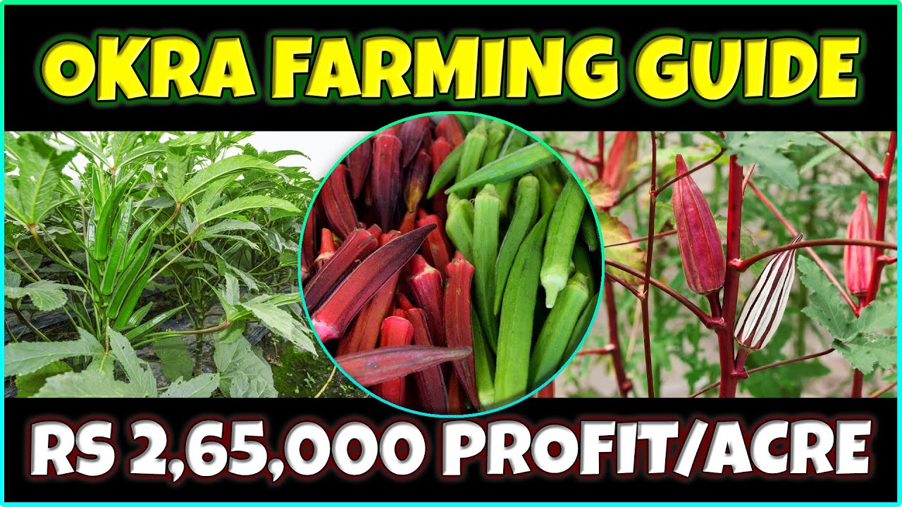 Okra (Lady's Finger) Farming | How to Grow Ladies Finger Plant from Seed at Home | Okra Cultivation