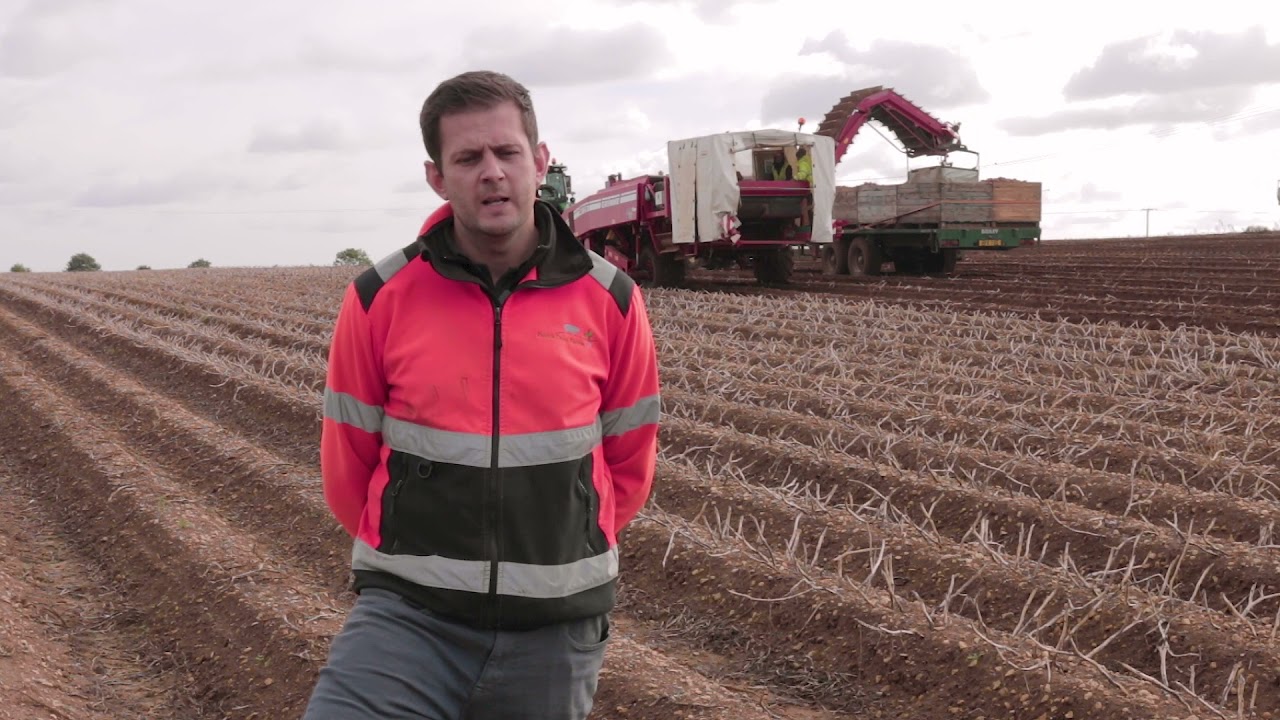 Haulm Puller trial 2021