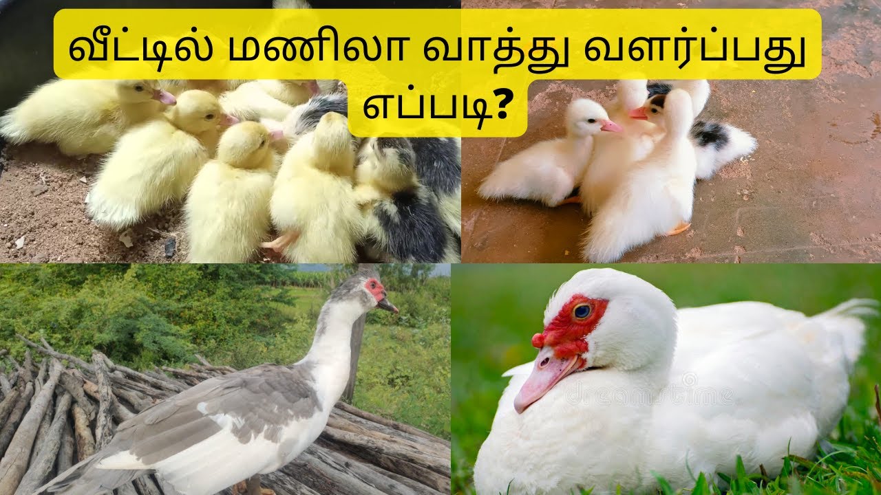வீட்டில் மணிலா வாத்து வளர்ப்பது எப்படி|| மணிலா வாத்து வளர்ப்பு|| Manila Duck