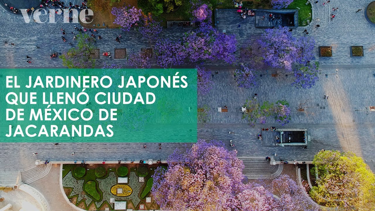 El jardinero japonés que llenó Ciudad de México de jacarandas | VERNE MÉXICO