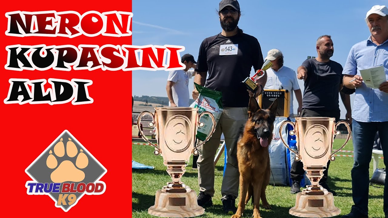 KÖPEKLER PODYUMDA - ALMAN ÇOBAN KÖPEKLERİ ŞAMPİYONASI - SONUÇLAR FENA