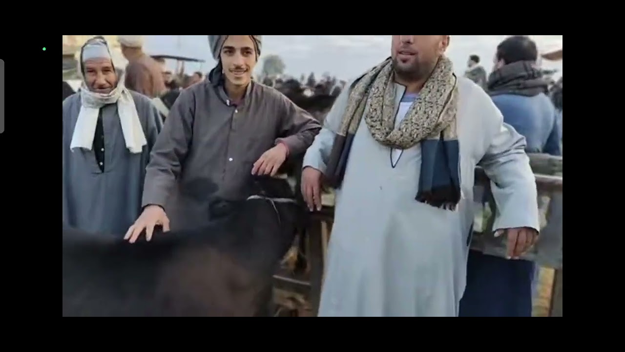 انهيار في حركة سوق الدلنجات اسعار العجول البقري القنية صلوا على الحبيب ولا تنسوا الاشتراك بالقناة 