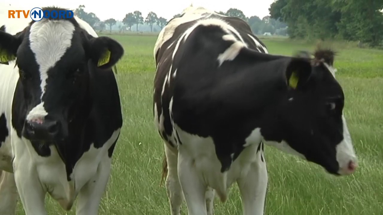 Boer uit Zevenhuizen laat uit protest melk weglopen - RTV Noord