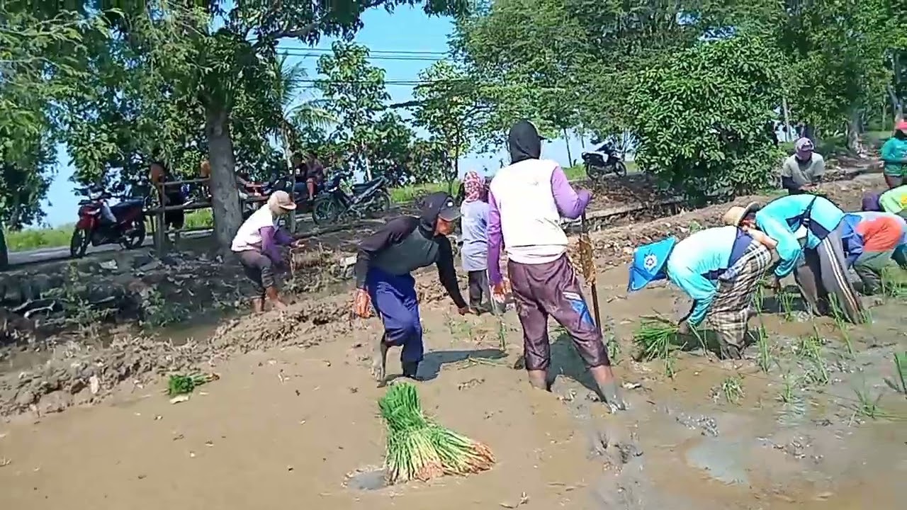 TANDUR MAJU ds sleman lor