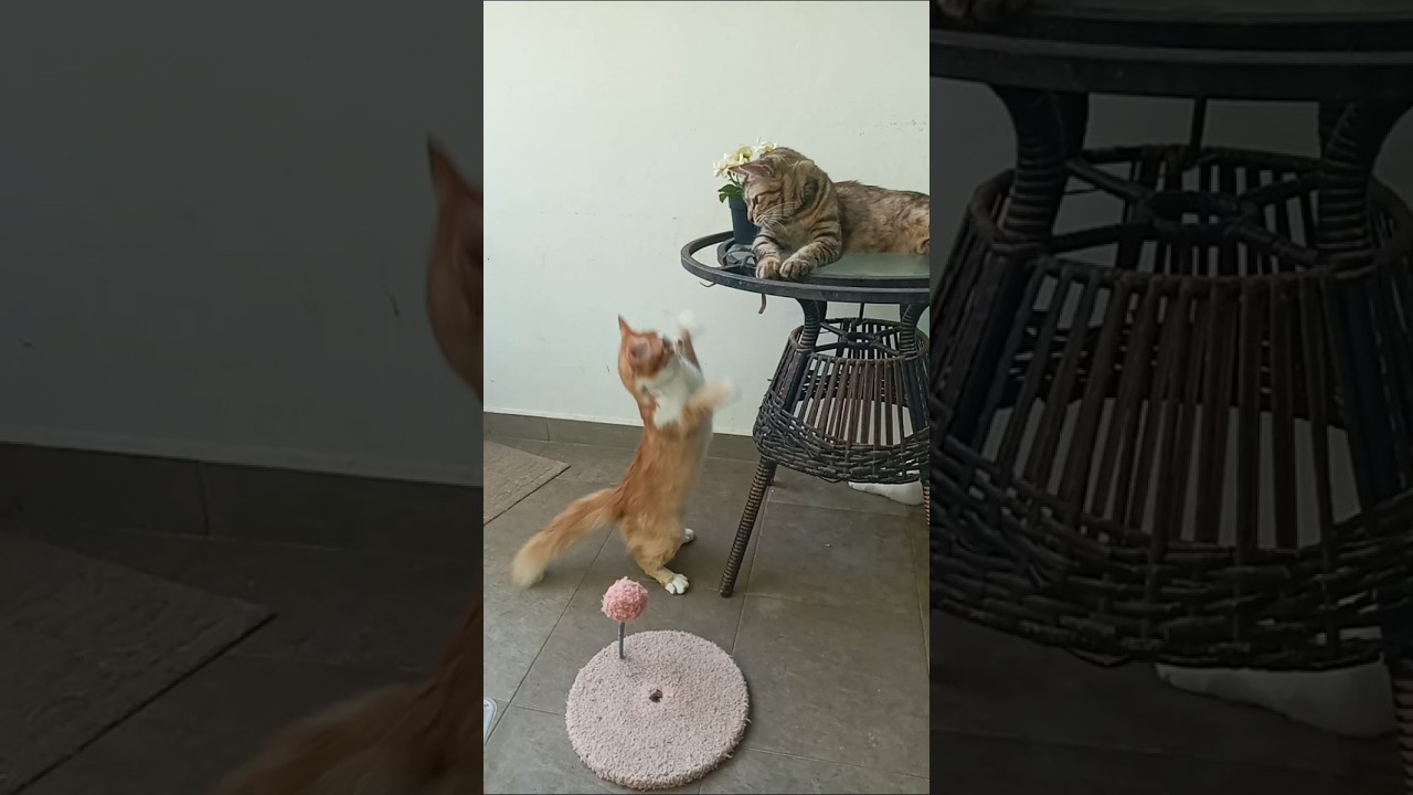 Cats & kittens are 887 & 796 & 722 & 639 & 538 & 521 &473 & 397 & 282 & 244 & 144 &304 &238 &136&102