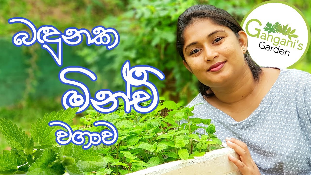 🌿🌿🌿 හරිම පහසුවෙන් මින්ච් වගාවක් පටන්ගමු - Everything About Growing Minchi (Minchi Wagawa Sinhala)