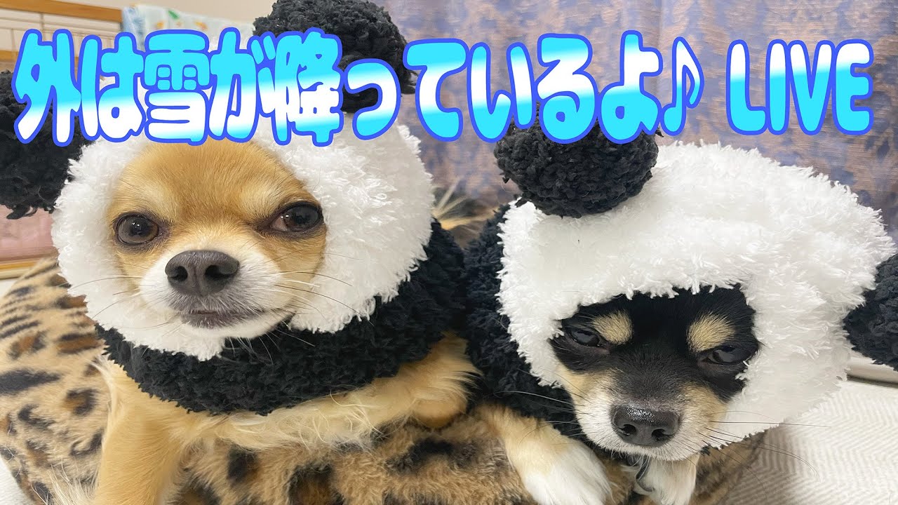 今日は雪が降ってるよLIVE配信！