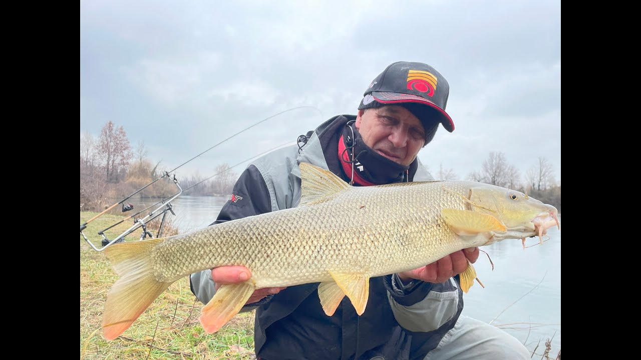 Feeder: Barbi invernali con bigattini incollati
