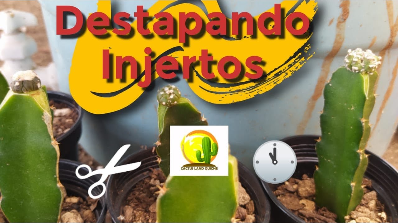 Descubriendo los clones injertados // Cactus Land Quiché #cactus #Astros