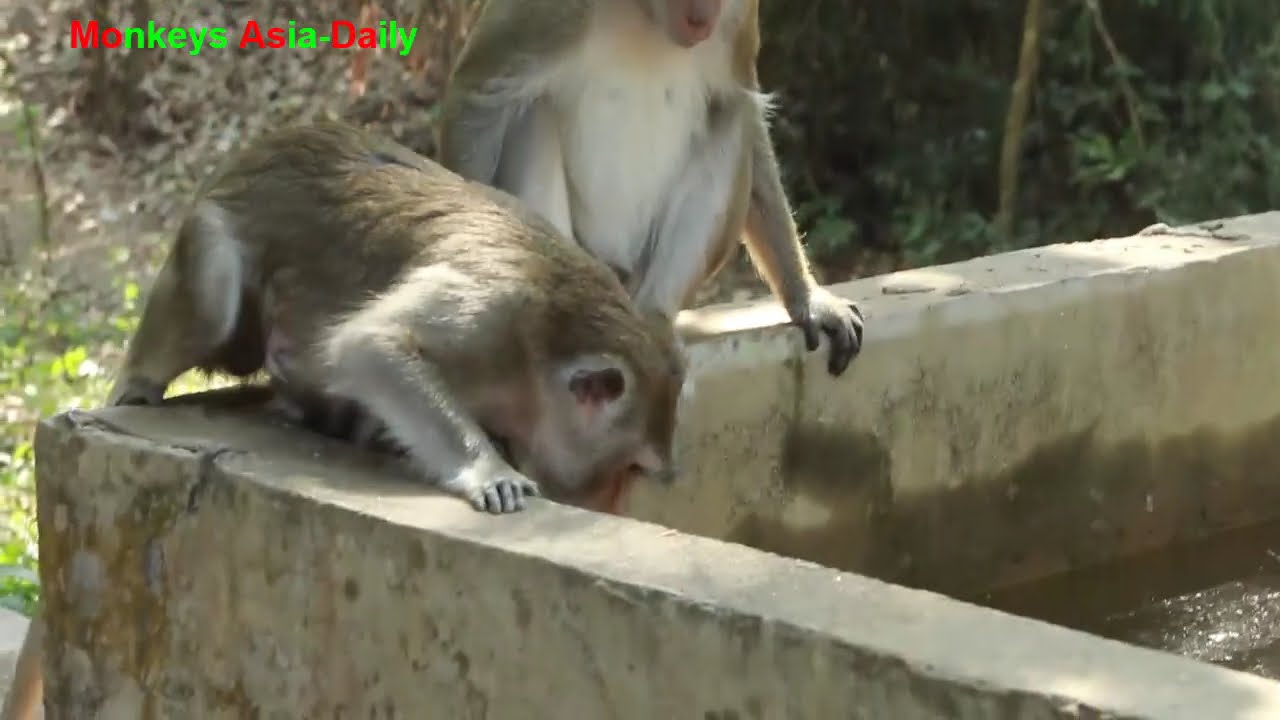 Monkey Aron & Monkey Anna  And Monkey Alba -Anissa Baby Monkey Daily