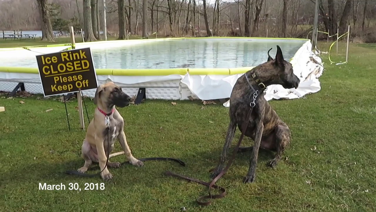 Finn the Great Dane Puppy -  GROWS UP!