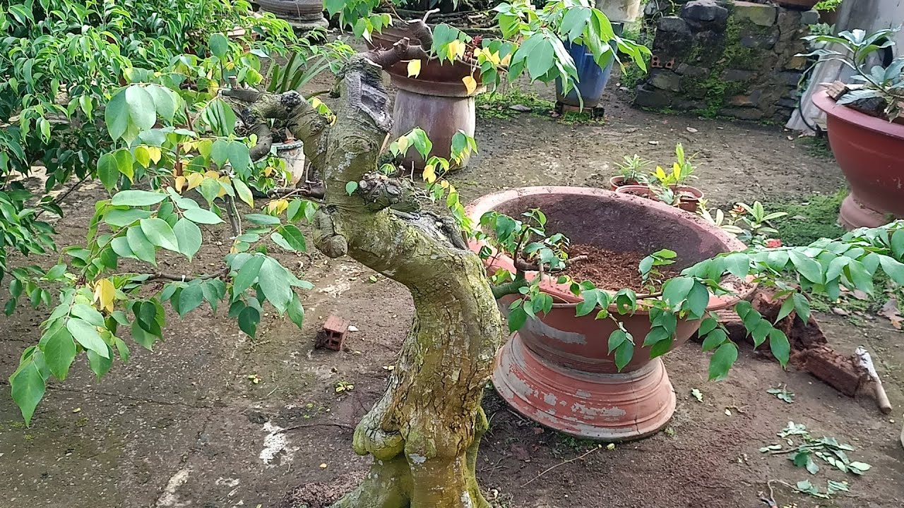 Quá Trình Tạo Dáng Cây Khế Bonsai _ Phần 2 #thongnguyen_caycanh