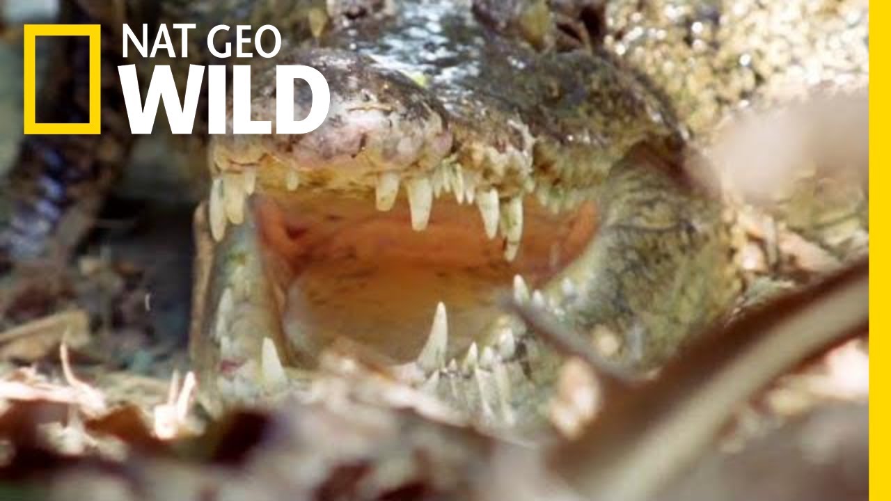 The Nile Crocodile Grows To Be How Big? | Nat Geo Wild