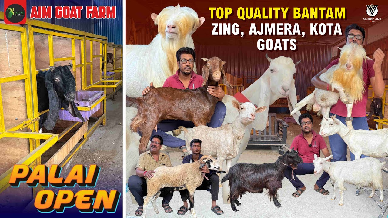 AIM Goat Farm Palai Open I Козы высшего качества Bantam Kota Ajmera I YK Goat Lover