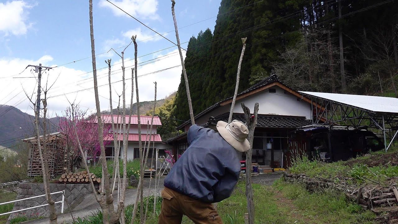 えぐいぐらい山菜が採れまくって野菜買う必要あんまない