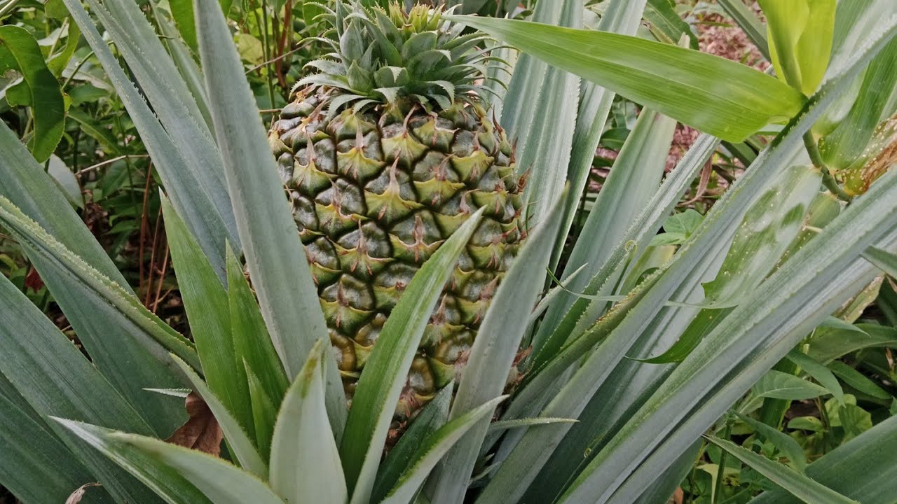 Nanas madu