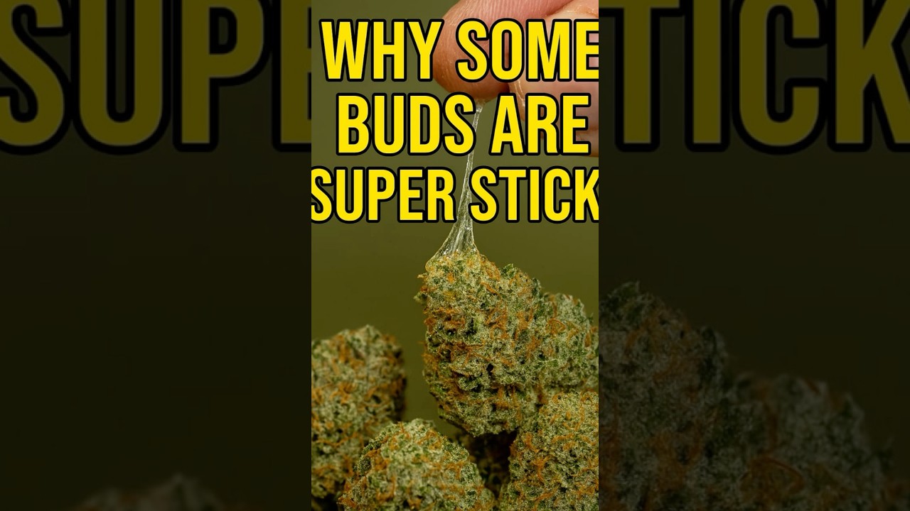 These Buds Are So Sticky It&rsquo;s INSANE 😳🌿