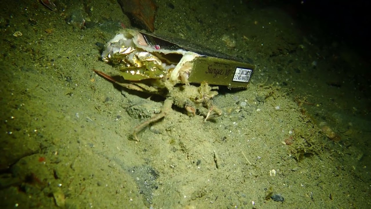 Ambon Muck Diving personified