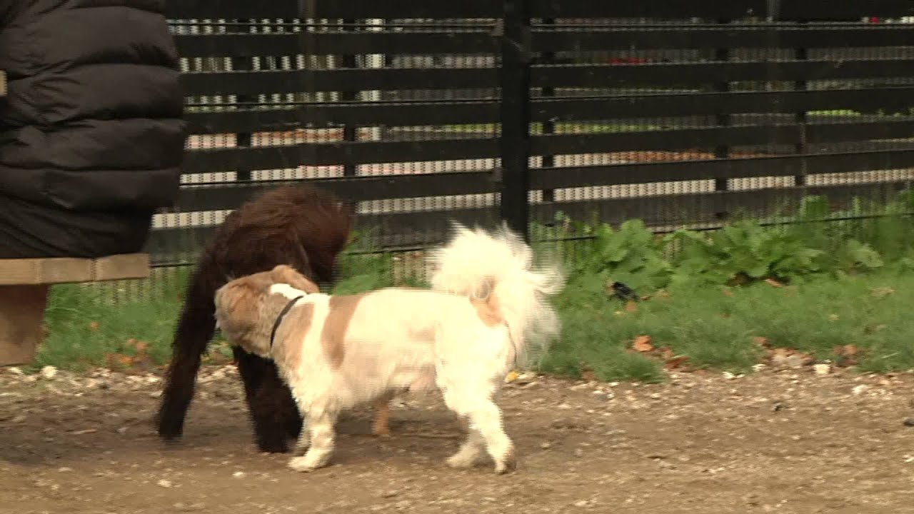 Hund med hensyn - 6. Kend din hunds personlighed