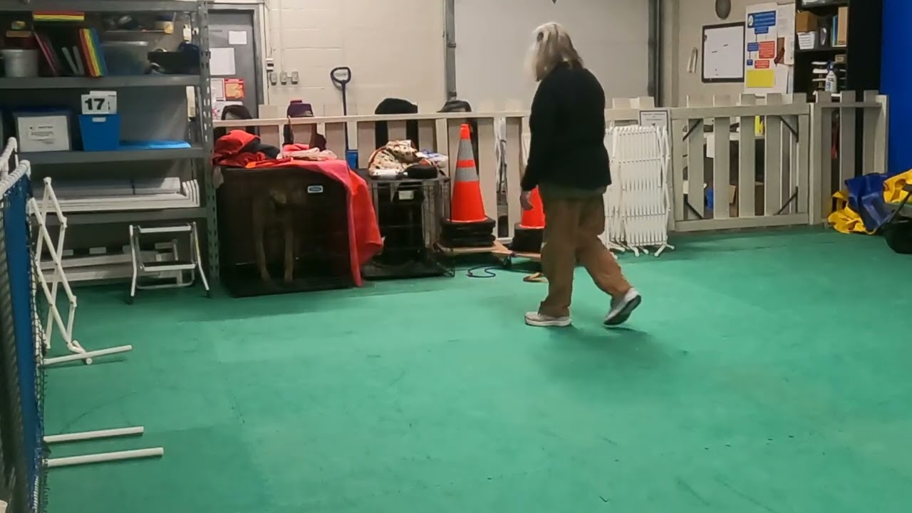 Both dogs left in kennels during class Feb 28/26