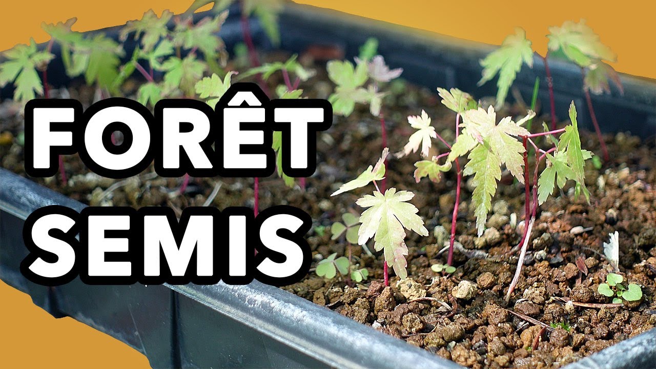 COMMENT faire des SEMIS D'&Eacute;RABLES pour cr&eacute;er une FOR&Ecirc;T BONSA&Iuml;