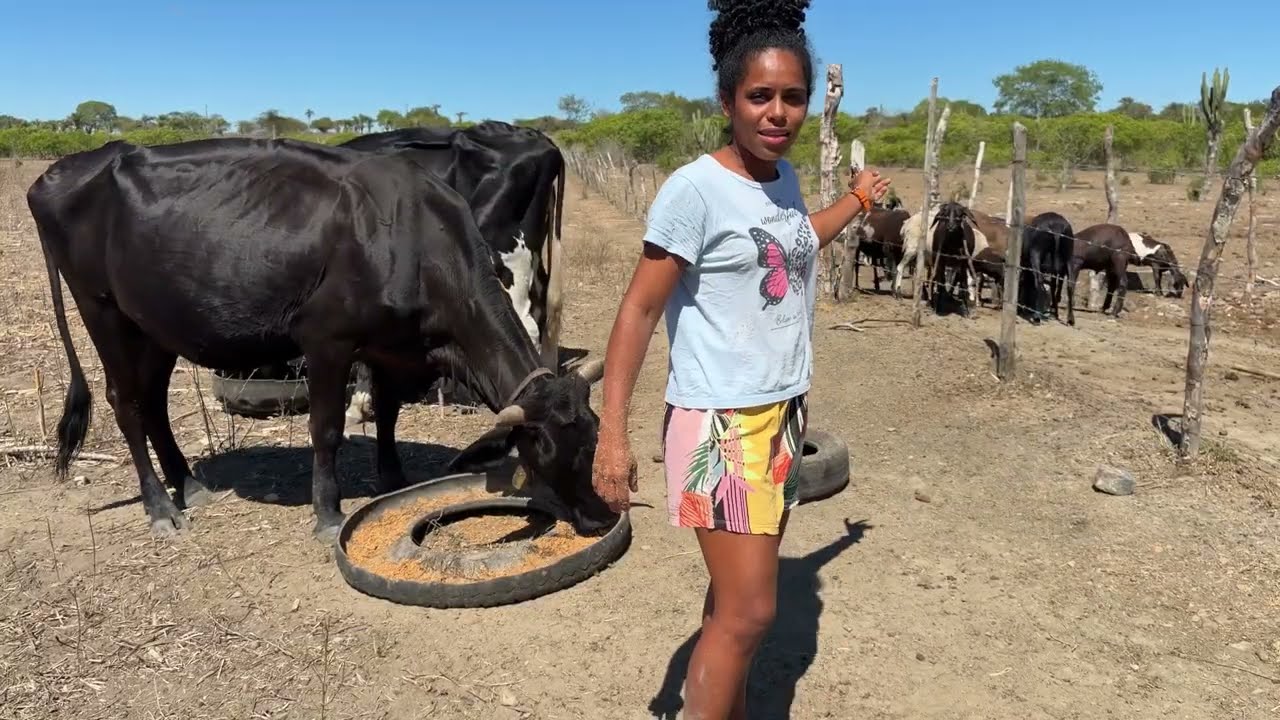 Seca no sertão nordestino tá afetando os animais 