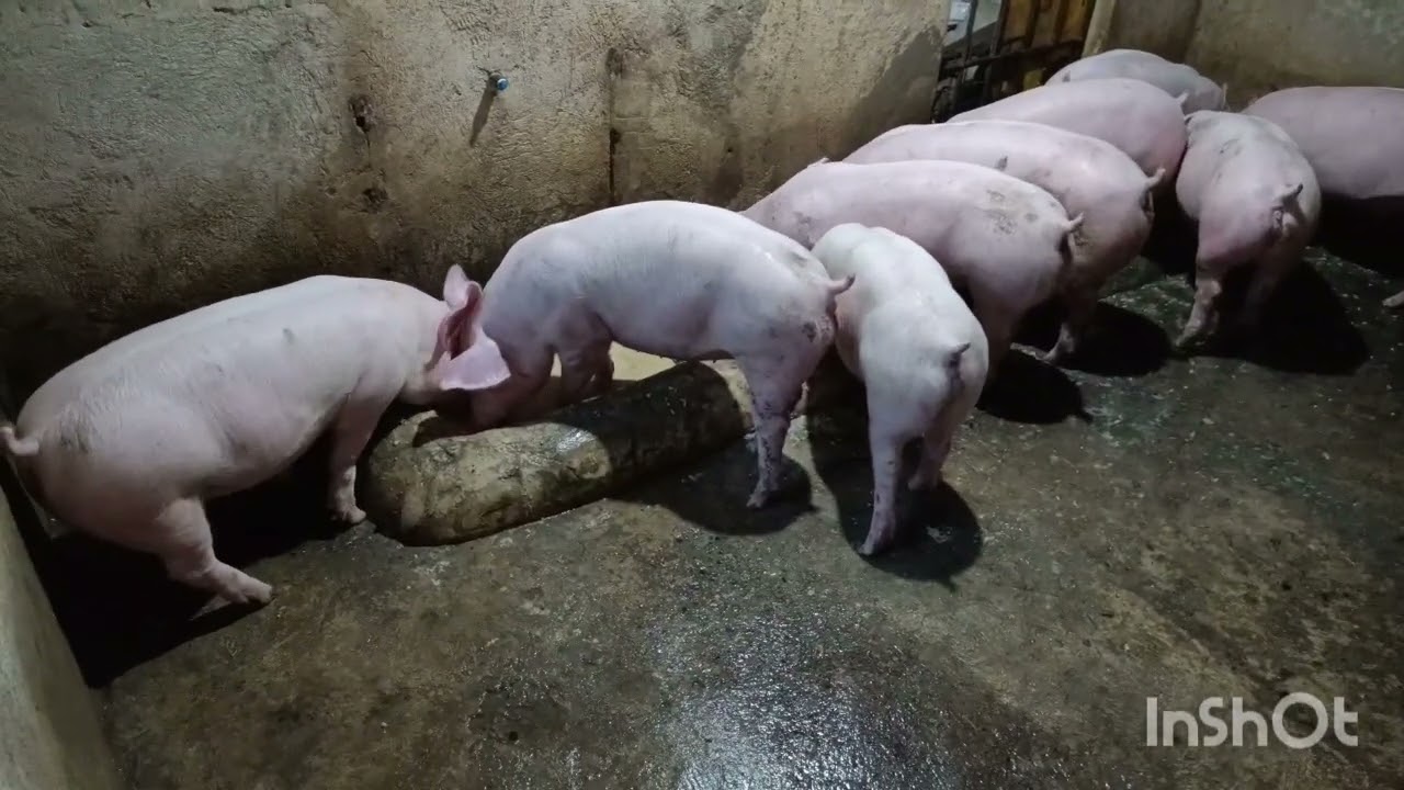 It's time for wet feedings