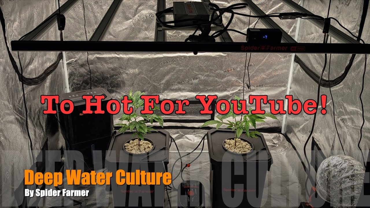 The New DWC Hydroponic System Is Amazing | How We Grow Pounds | Spider Farmer Unboxing and Install