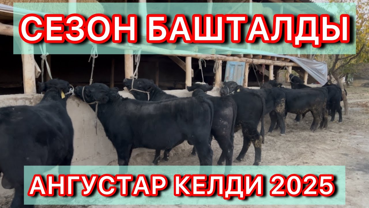 АНГУС БУКАЛАР КЕЛДИ СВЕЖИЙ ☎️0220828181