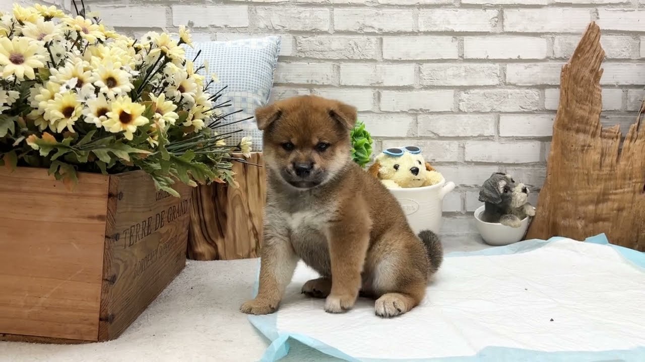 Red Shiba Inu - Dingo