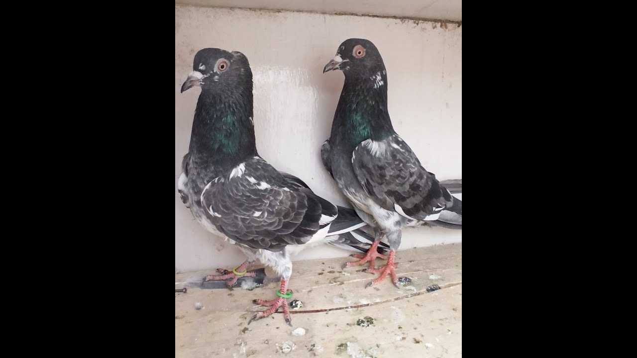 Dub wala pair for sale || Jammu Tipplers