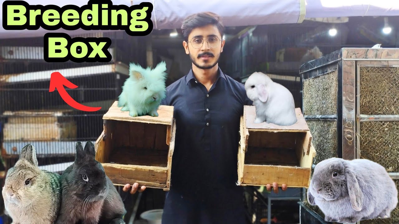 Ham Ne Diya Apni Rabbit Female Ko Nesting Material 🪹| How rabbit female creat her nest | Aftab Ahmad