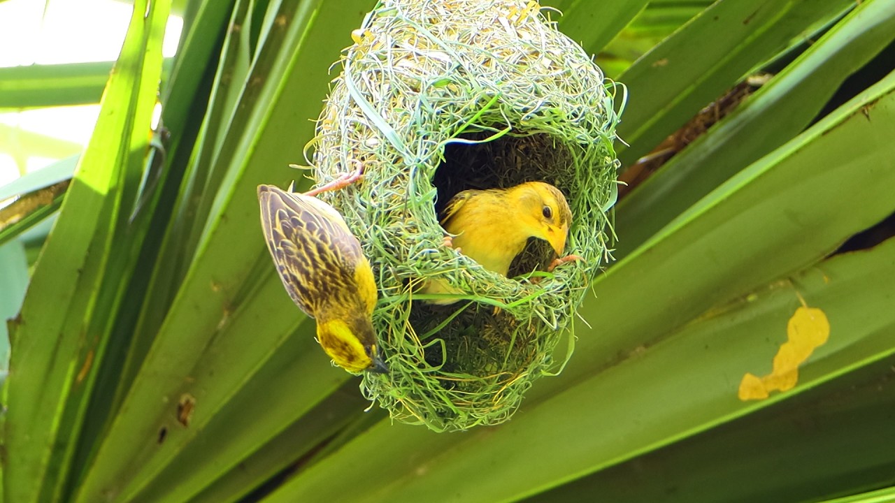Impressive of Bird Construction Golden Bird Build Nest For their eggs and young Ep6