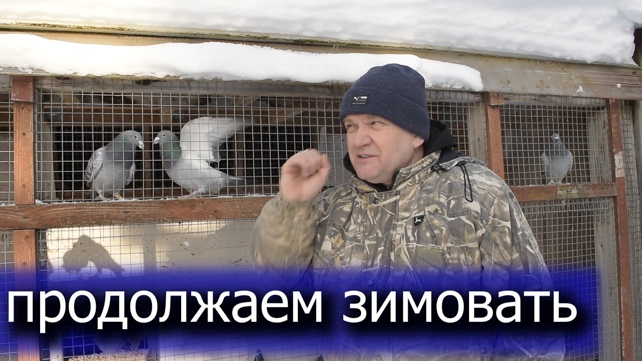 Добавляем морковь. Зимовка продолжается. заболел щегол. Отличная зима