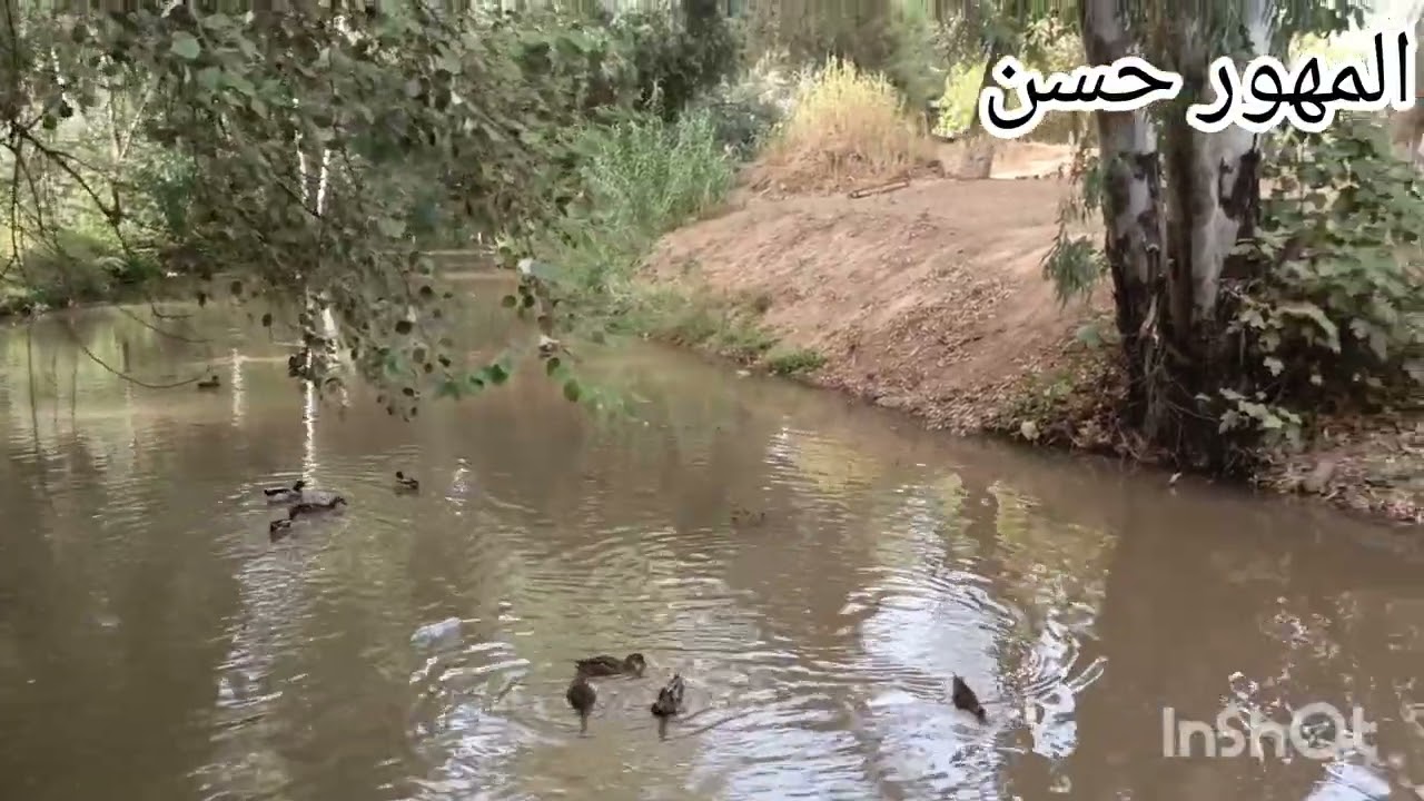 اجي وتشوفوا غانخرجكم معي هذا النهار الغابه عين الشقف خرجه مع الحباب نزاهه 🇲🇦🇲🇦🪵🌱