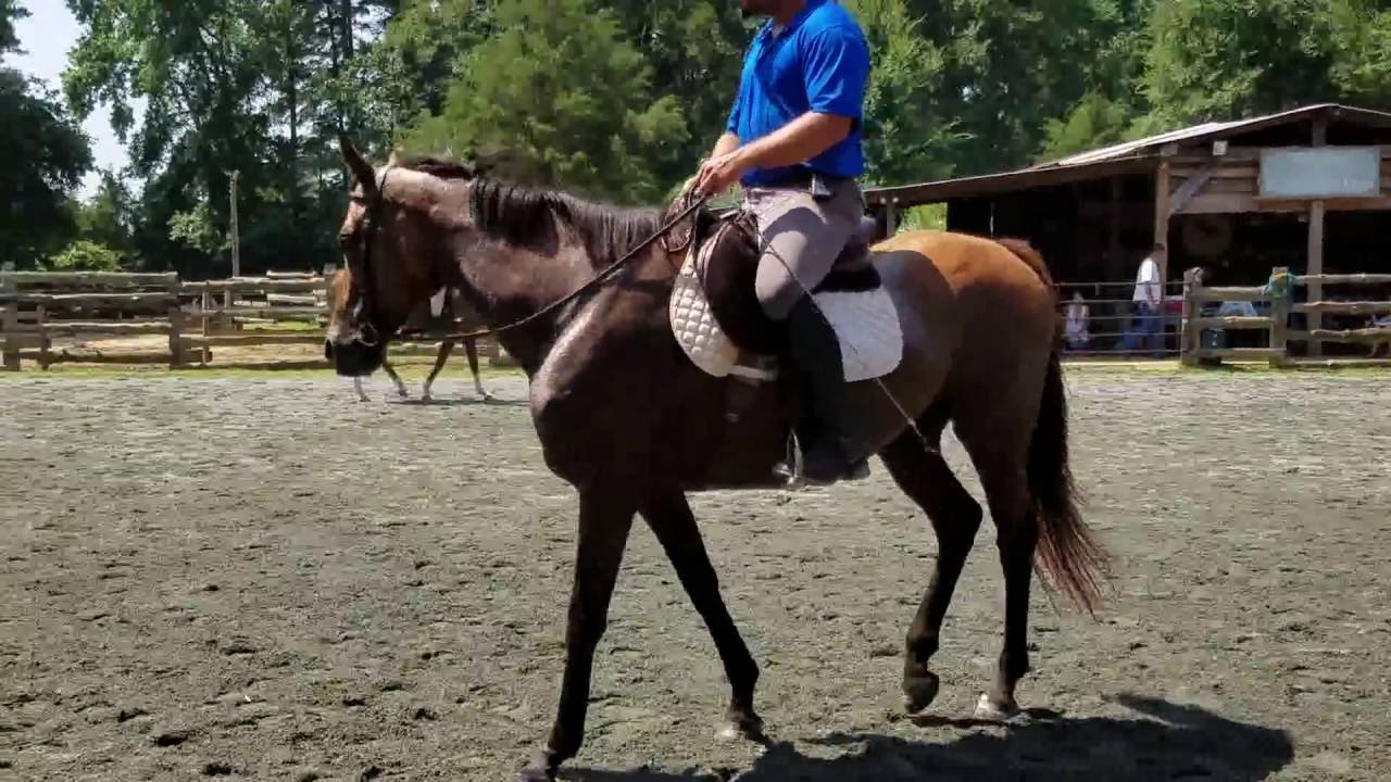 Clips from Sunday's Patrick King Horsemanship Clinc at Leatherman Lane