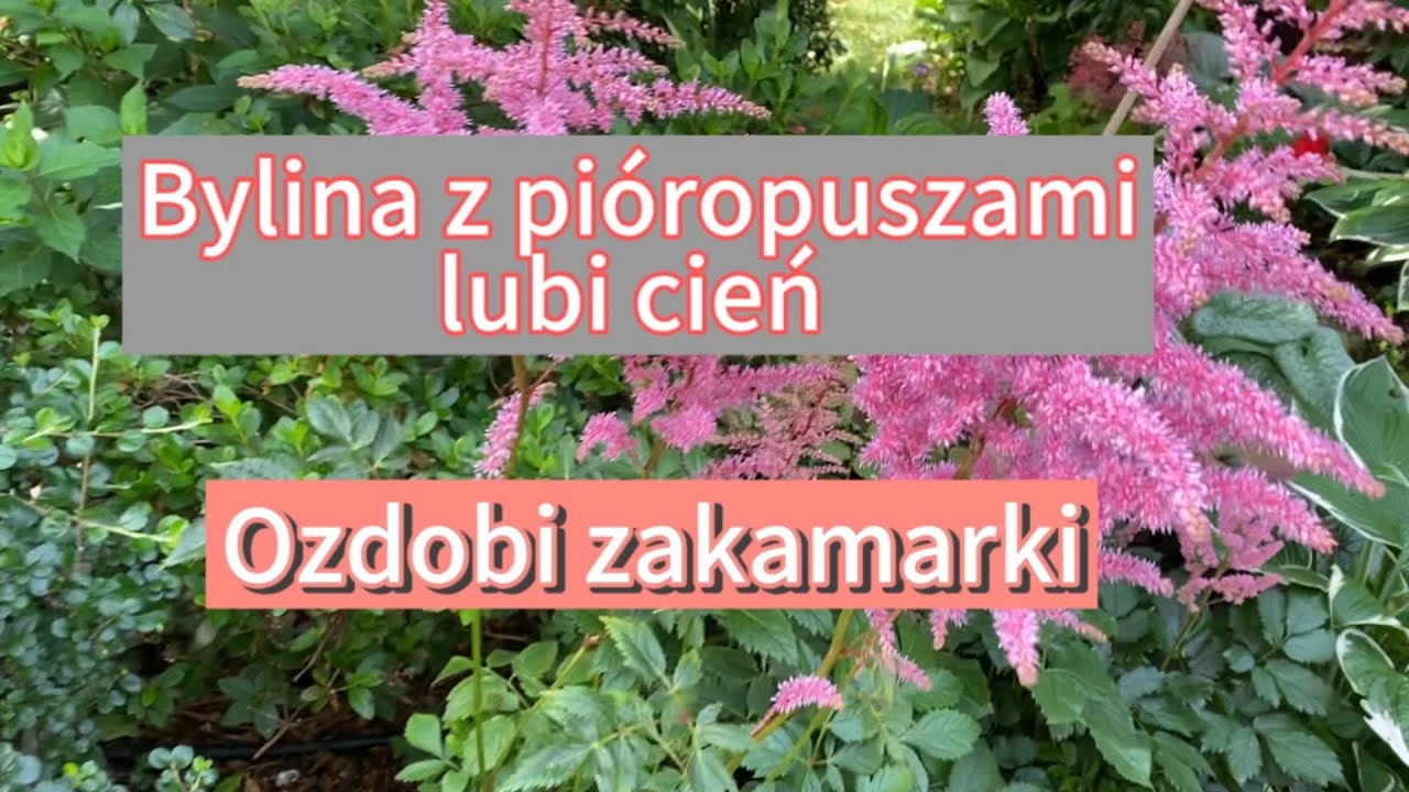 Tawułka chińska,piękna bylina do cienia
