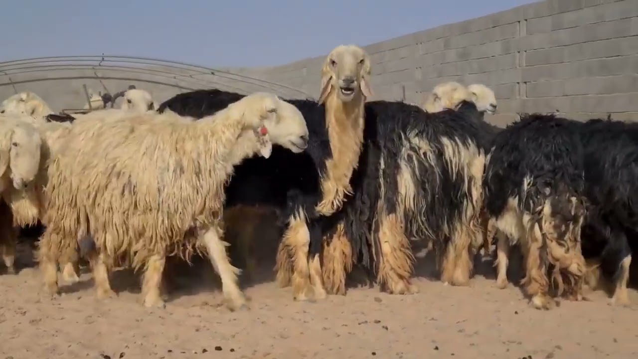 الاغنام النجد الفحل البرج