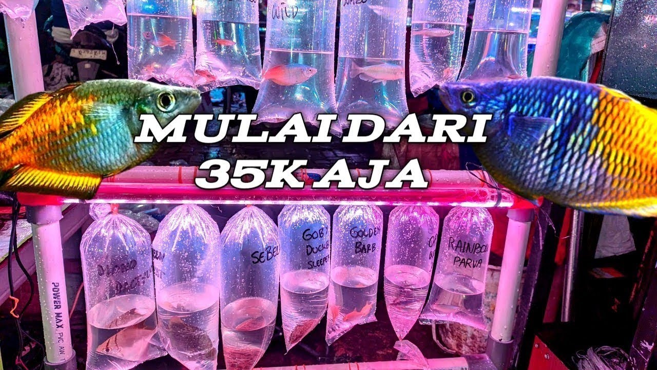 REVIEW IKAN UNTUK-UNTUK DI PASAR IKAN HIAS JATINEGARA JAKARTA TIMUR.